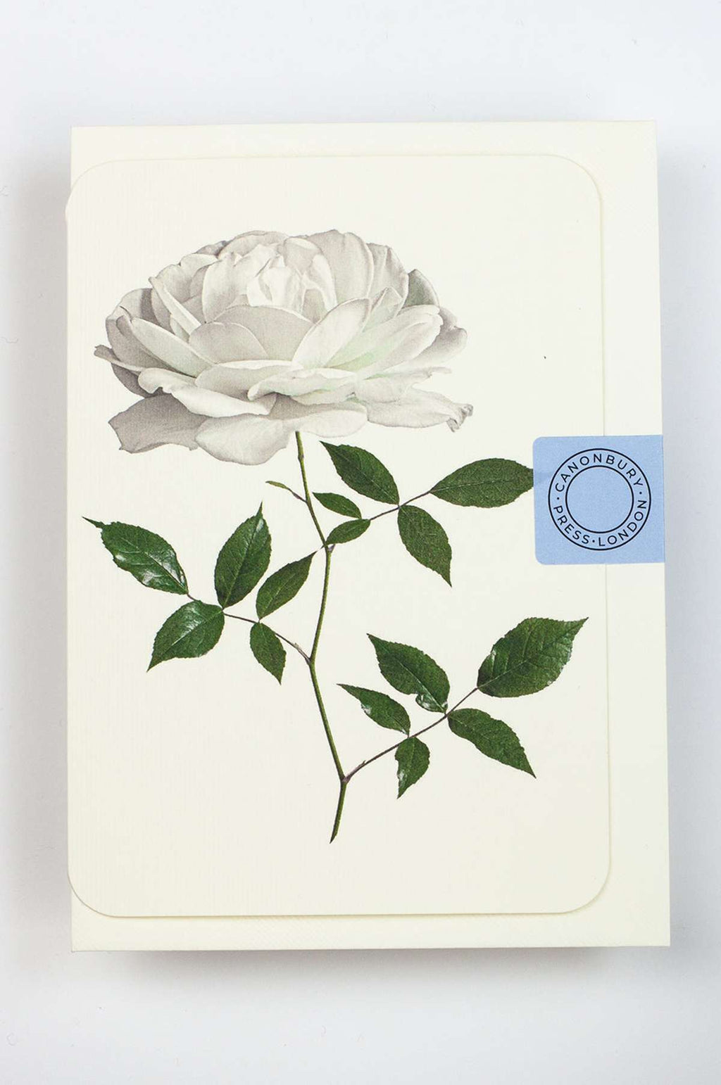 White Rose Notecard