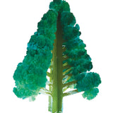Crystal Growing Douglas Fir
