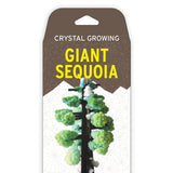 Crystal Growing Giant Sequoia