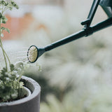 Langley Sprinkler Green