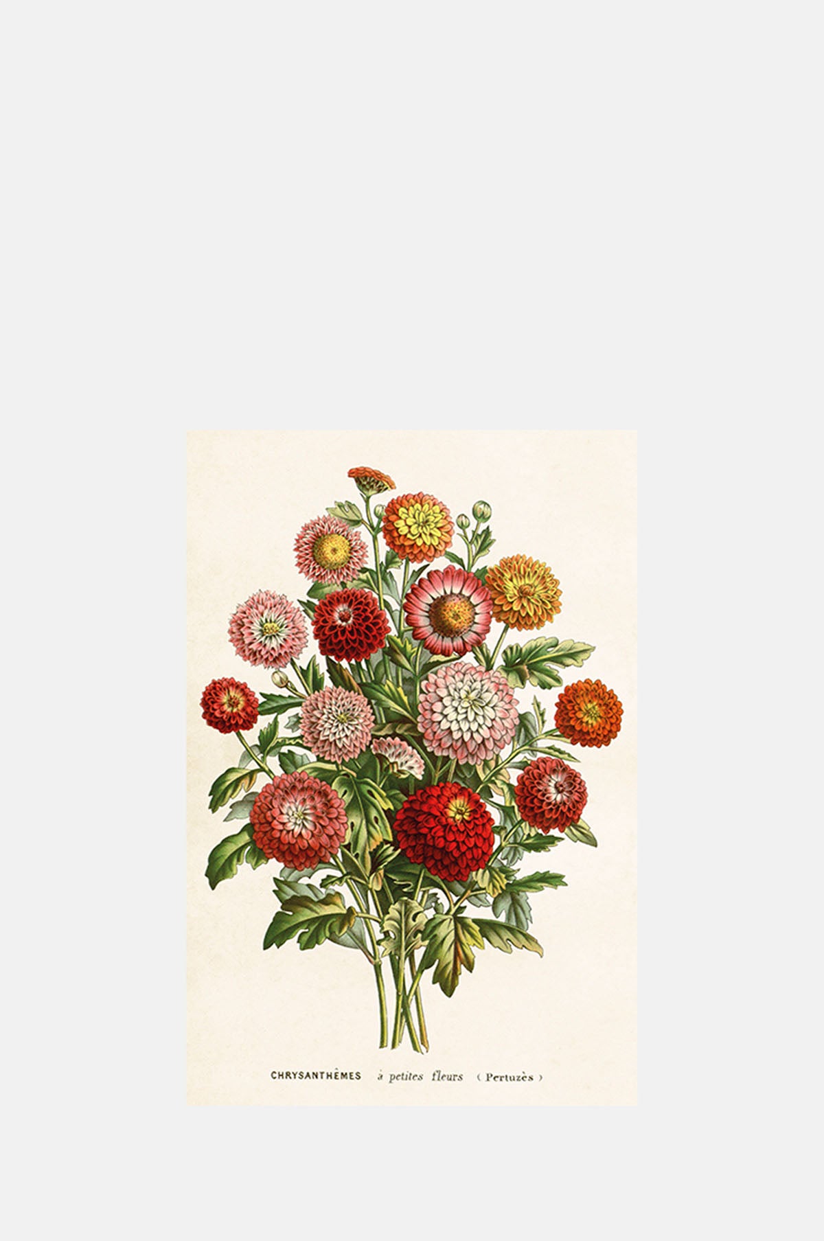 Skona Ting Chrysanthemum Postcard.