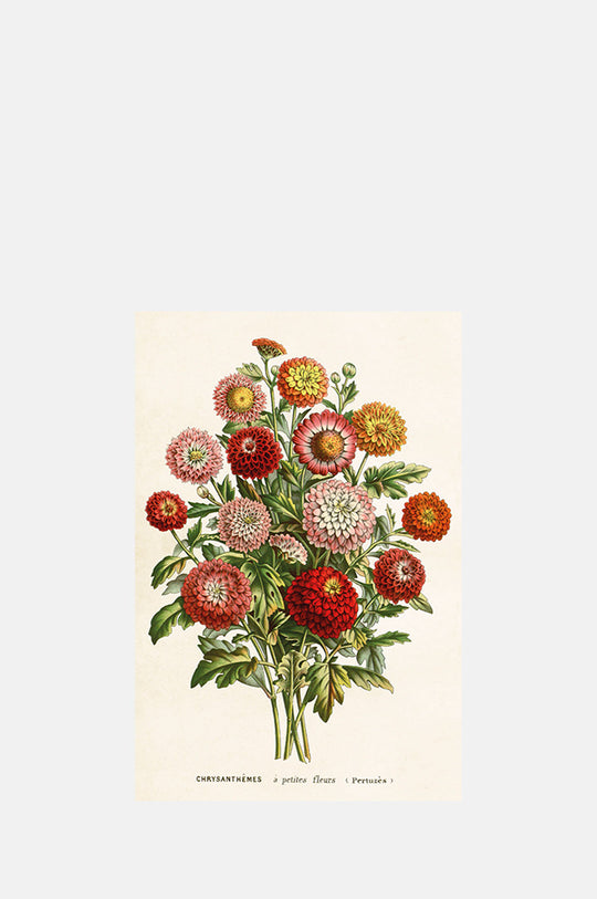 Chrysanthemum Postcard