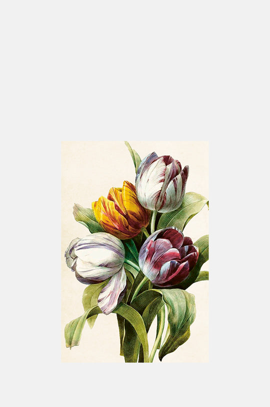 Four Tulips Postcard