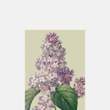 Skona Ting Lilac Postcard.