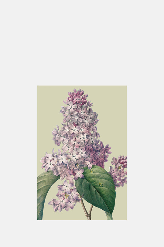 Lilac Postcard