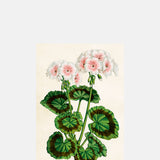 Skona Ting Pink White Geranium Postcard.