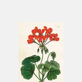 Skona Ting Red Geranium Postcard.