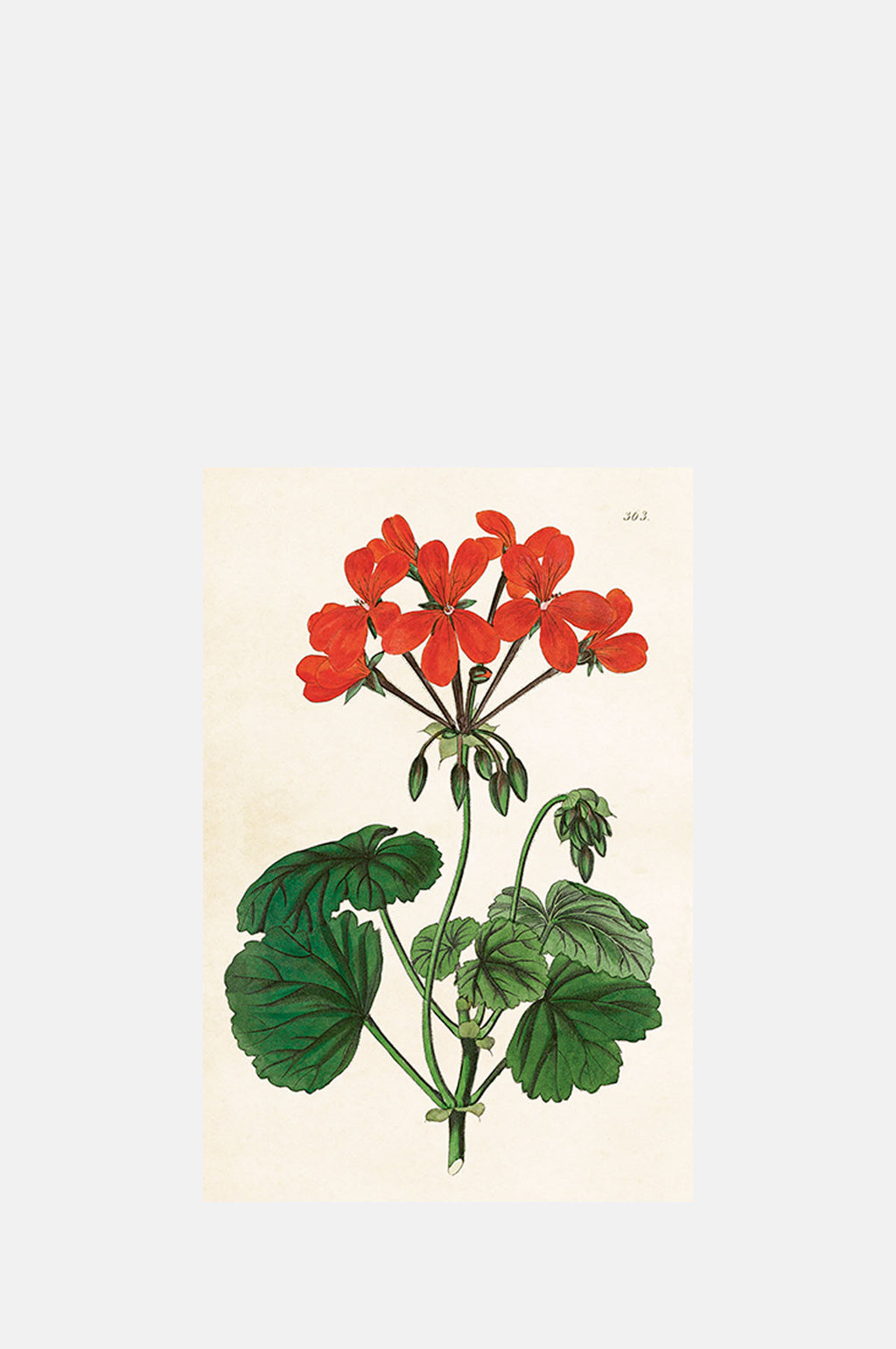 Skona Ting Red Geranium Postcard.