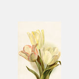 Skona Ting Three Tulip Postcard.