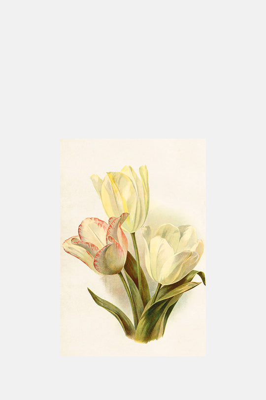 Three Tulips Postcard