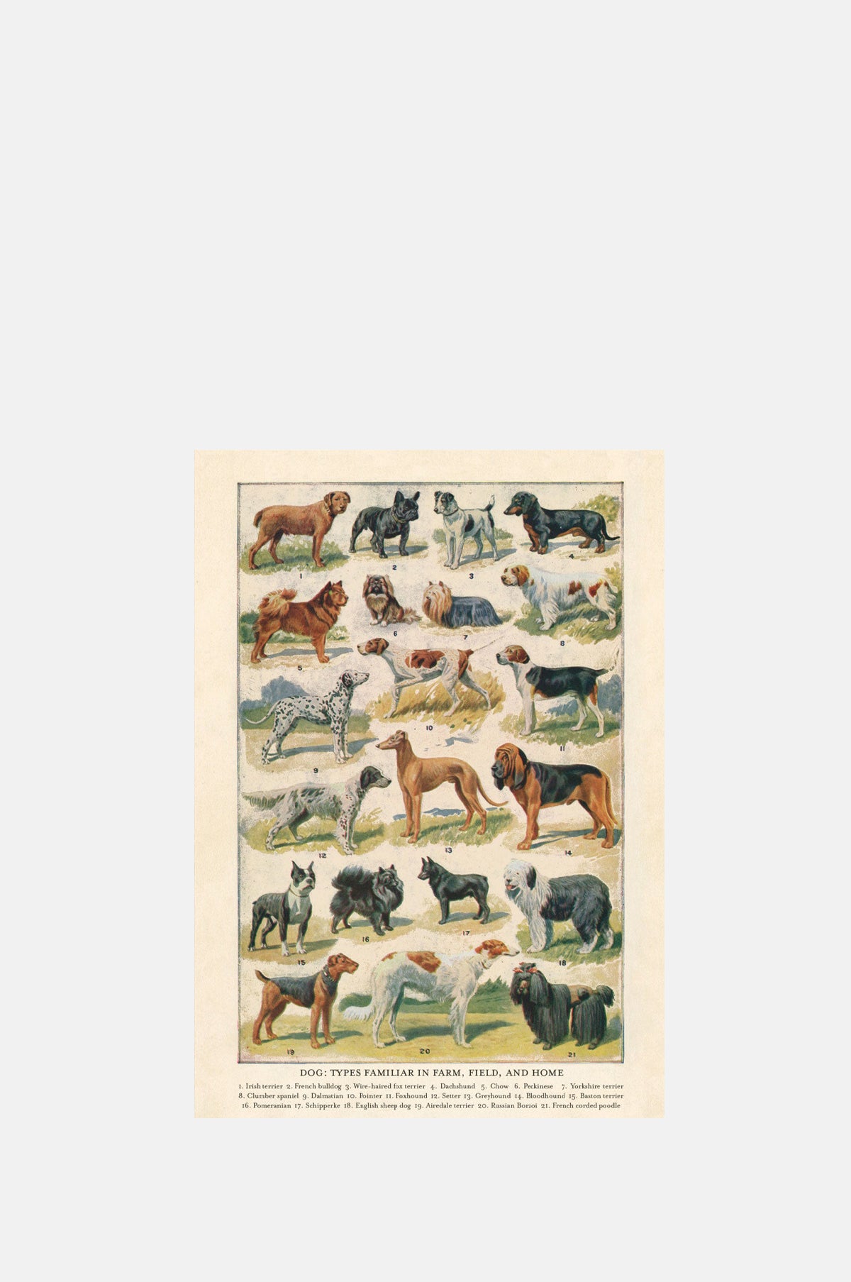 The Pattern Book Dog Breeds Greeting Card.